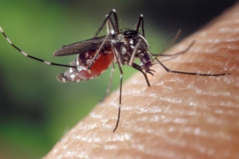 éviter piqûres moustiques